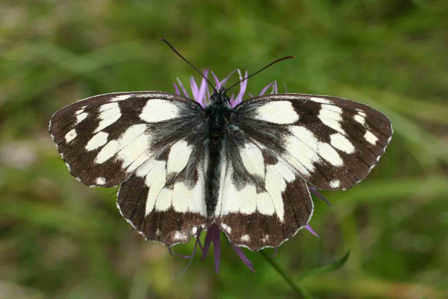 Melanargia galathea