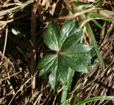 Anemone hortensis