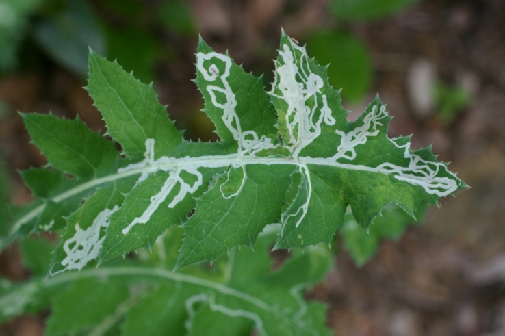 Gallerie su foglie scavate da larve di Agromyzidae