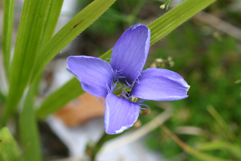 Alpi Apuane - Gentianopsis ciliata