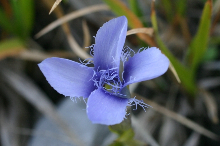 Gentiana Alpi Apuane - Gentianopsis ciliata