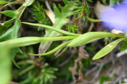 Alpi Apuane - Gentianopsis ciliata