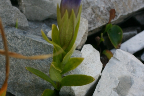 Gentiana Alpi Apuane - Gentianopsis ciliata