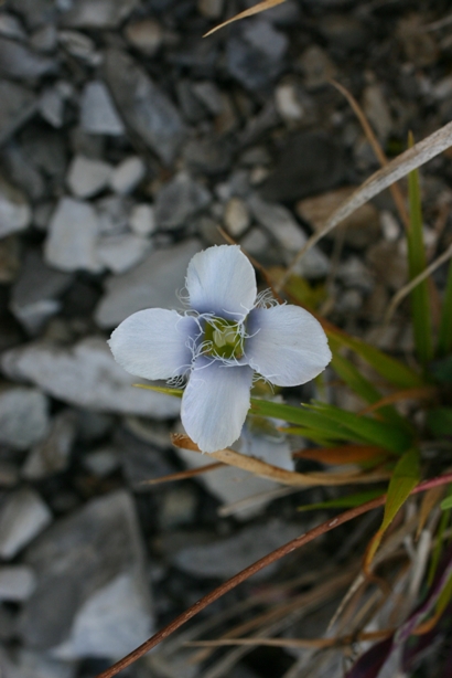 Gentiana Alpi Apuane - Gentianopsis ciliata