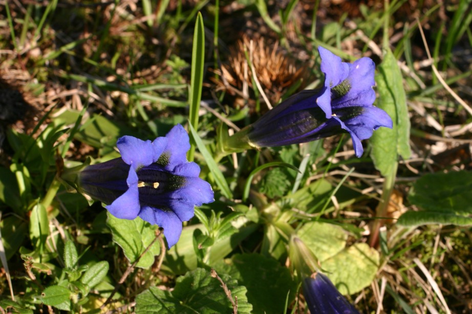 Gentiana acaulis