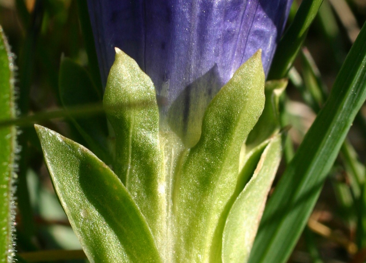 Gentiana acaulis