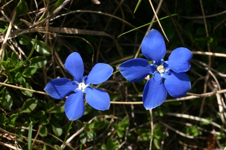 genzianella sulle Apuane - Gentiana verna