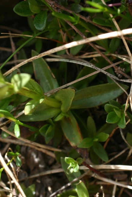 genzianella sulle Apuane - Gentiana verna