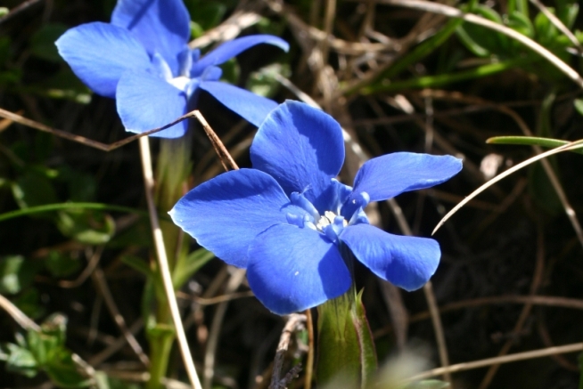genzianella sulle Apuane - Gentiana verna