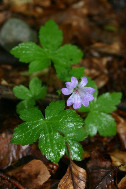 Geranium nodosum