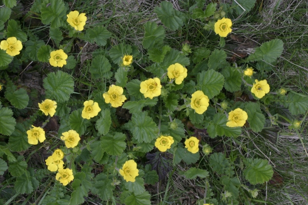 Libro aperto - Geum montanum