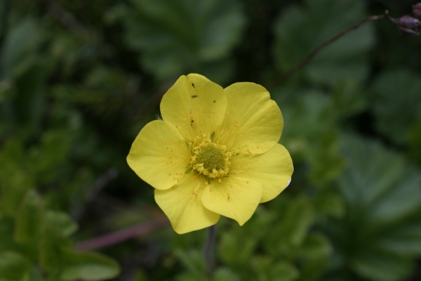 Libro aperto - Geum montanum