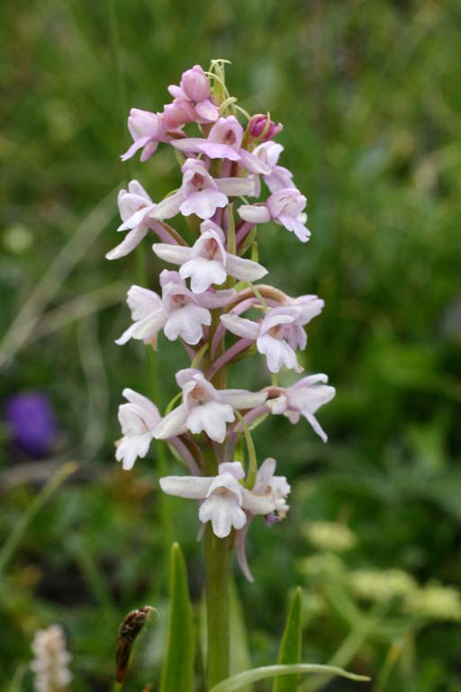 Gymnadenia odoratissima