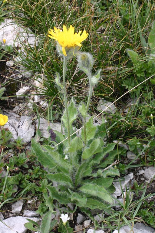 Scorzoneroides montana (=Leontodon montanus) /  Dente di leone montano