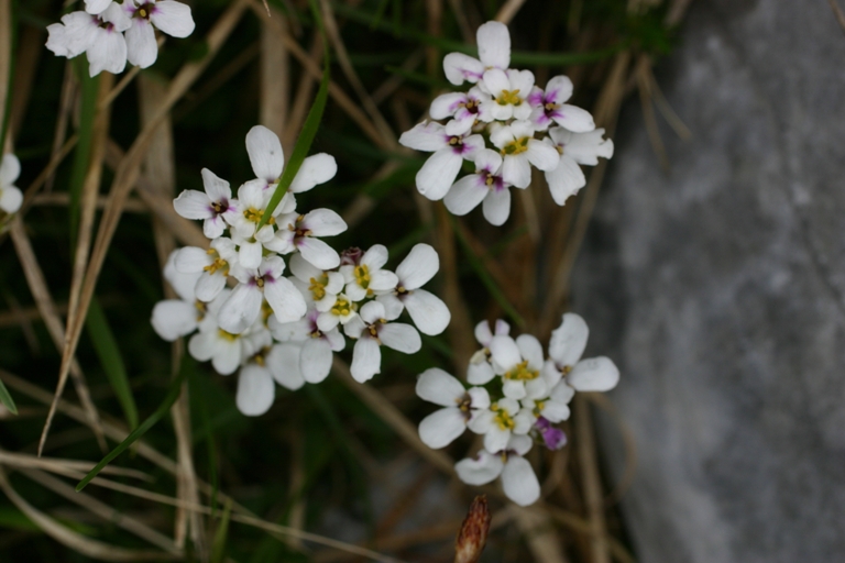 Iberis sempervirens / Iberide sempreverde