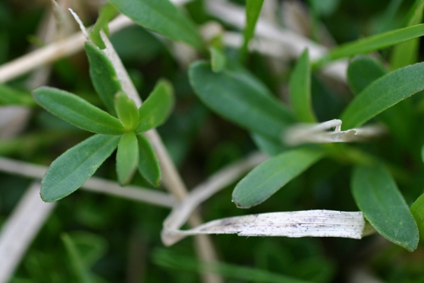 Iberis sempervirens / Iberide sempreverde