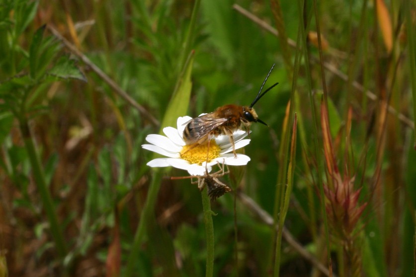 dalle lunghe antenne: Eucera sp. (Apidae)