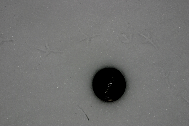impronte uccelli su neve