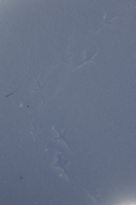 impronte uccelli su neve