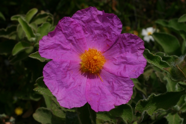 Cistus a confronto