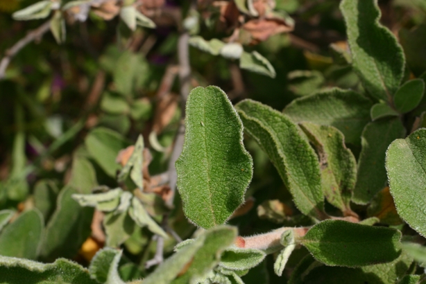 Cistus a confronto