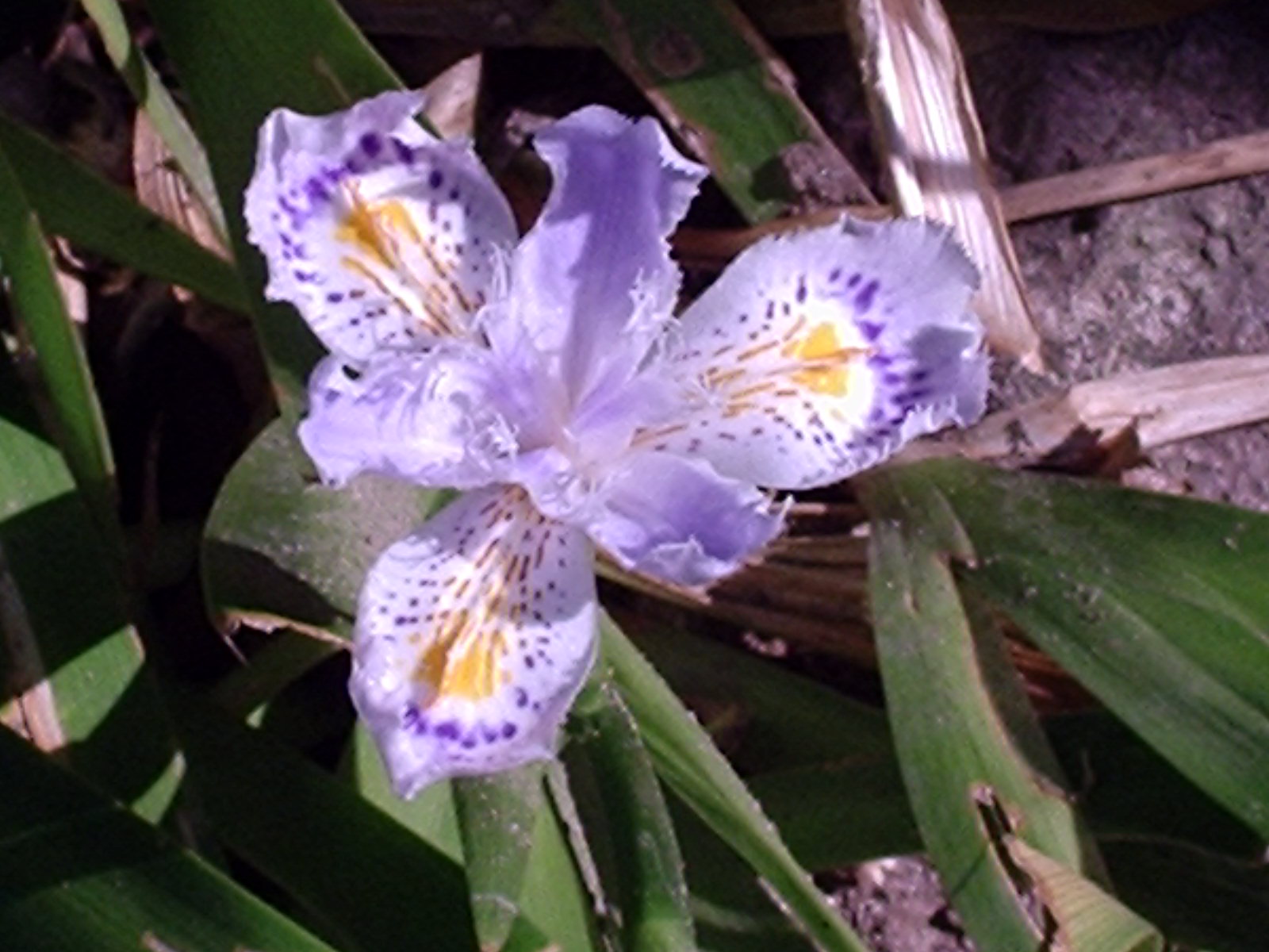 iris selvatico o no ?