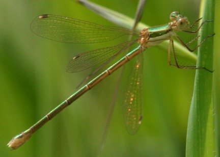 Piccola libellula