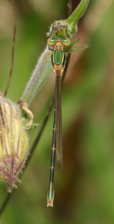 Piccola libellula