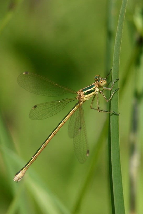 Piccola libellula