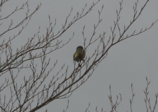 passeriforme, ma cos''� ?