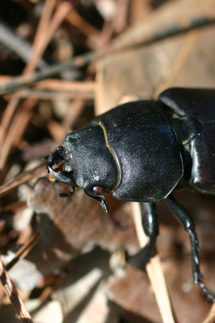 presunto Lucanide: Lucanus cervus