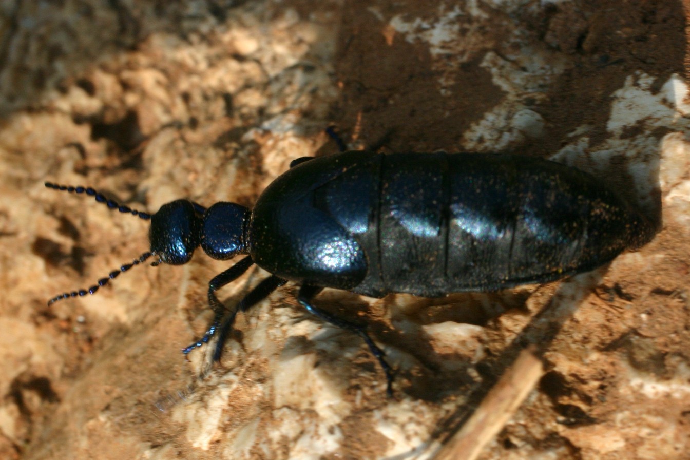 Meloe proscarabaeus dei Monti Pisani