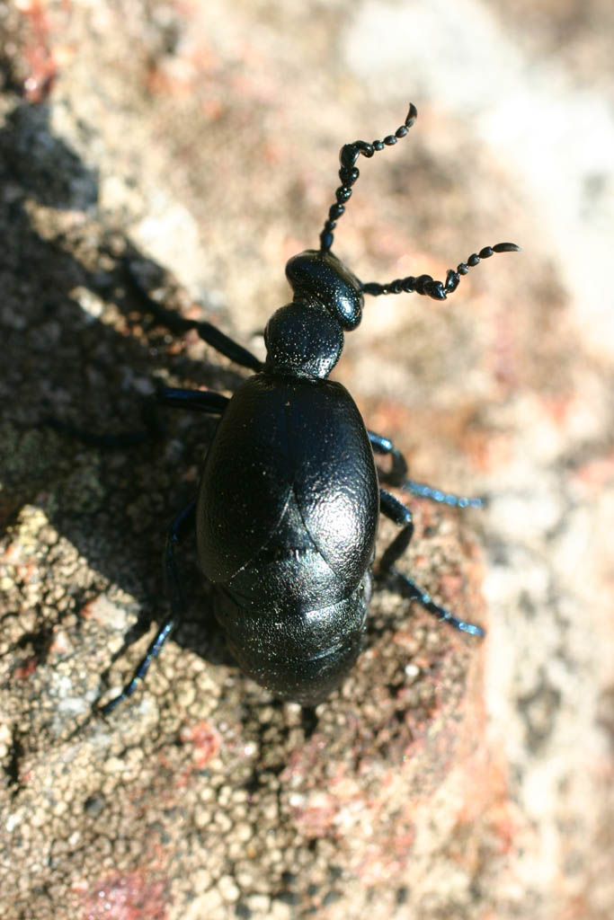 Meloe proscarabaeus