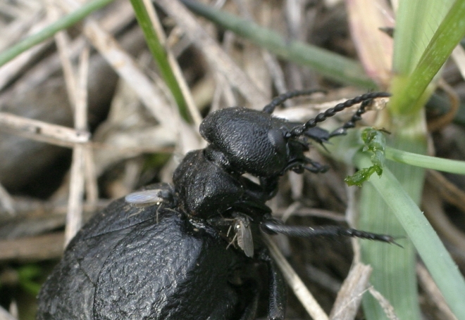 meloe ammaccato... forse cicatricosus?