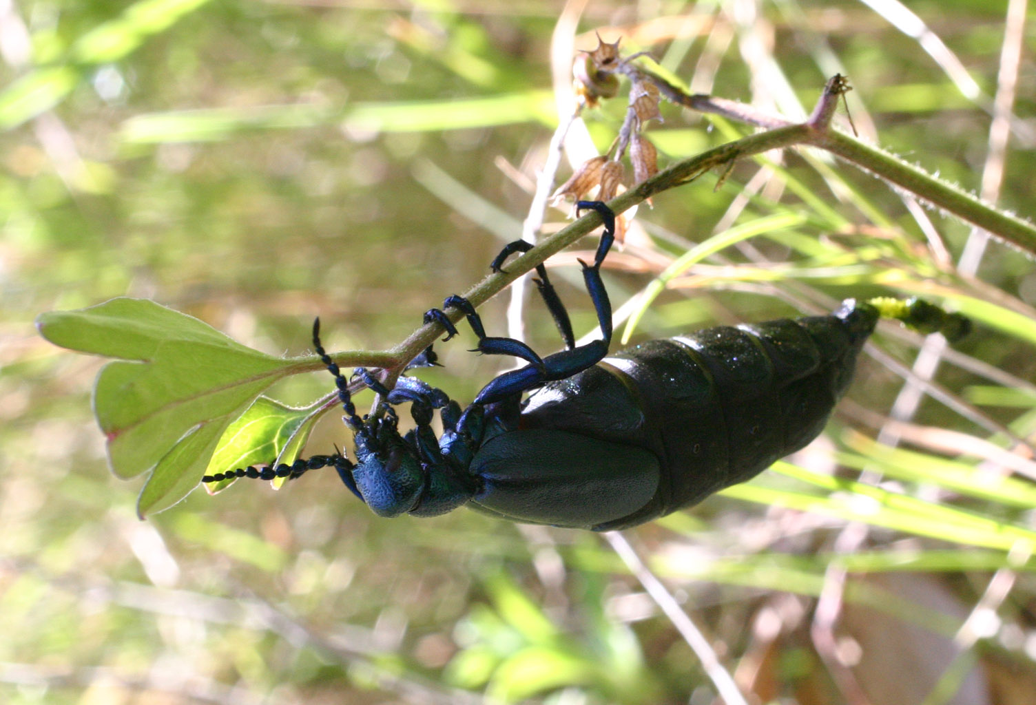 Meloe proscarabaeus dei Monti Pisani