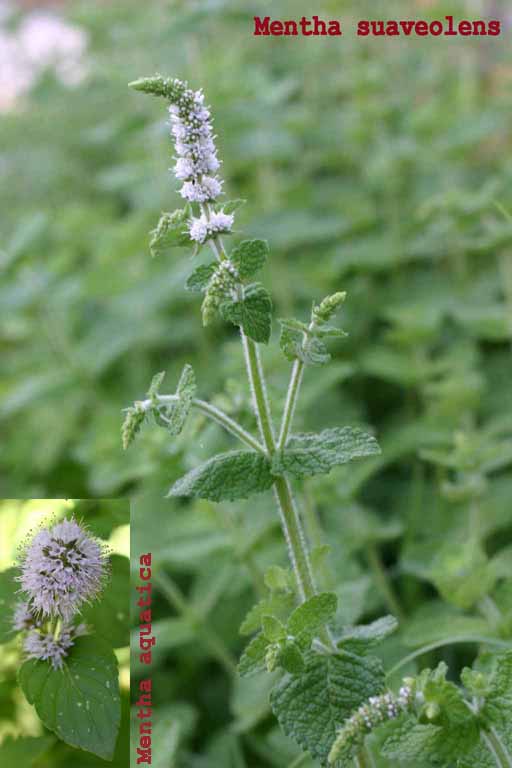 Mentha suaveolens / Menta a foglie rotonde