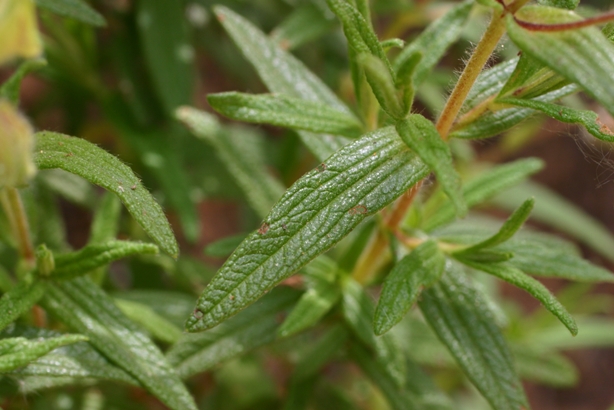 Cistus a confronto