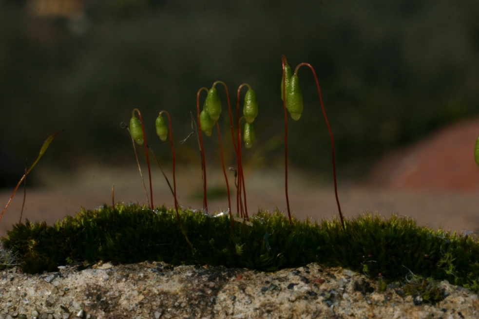 muschi nei Monti Pisani - Tortula e Bryum