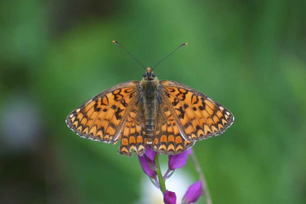 ninfalide - Melitaea phoebe