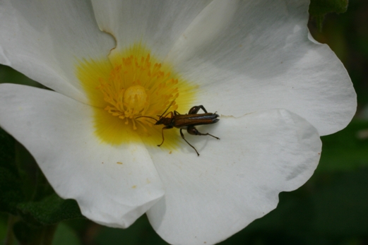 ancora su oedemeride: Oedemera flavipes