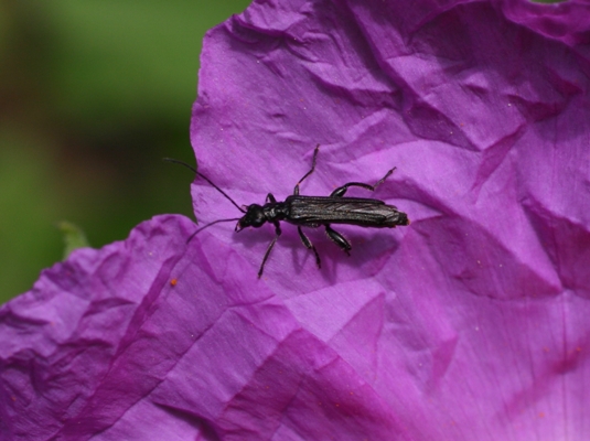 terzo oedemeride: Oedemera atrata