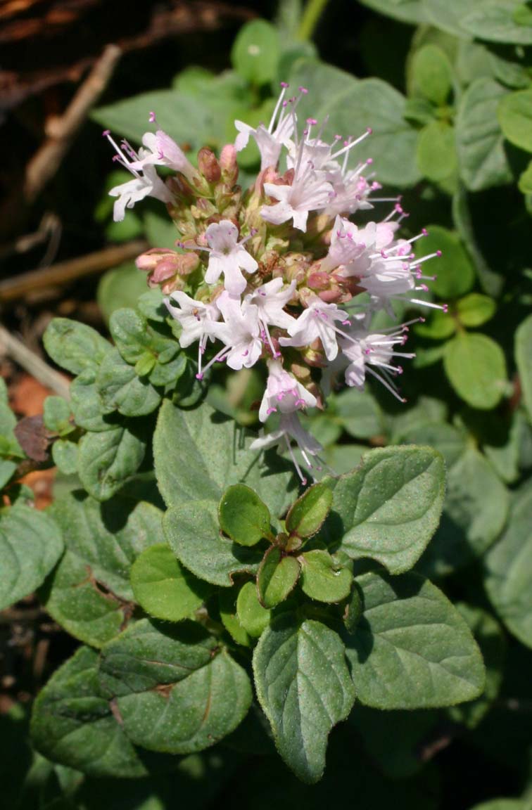 ENIGMA ORIGANUM