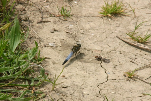 Orthetrum