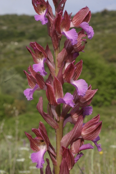 strane papilionacee