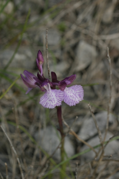 strane papilionacee