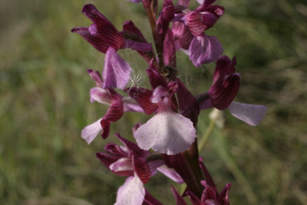 strane papilionacee