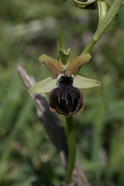 Ophrys passionis