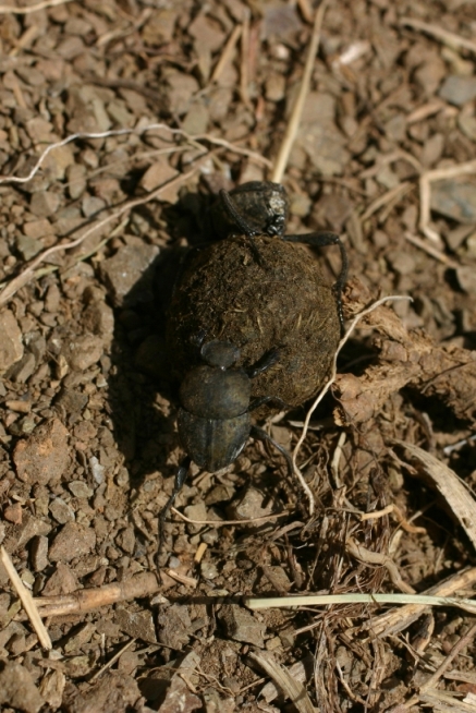 Micro scarabeidi: Sisyphus schaefferi