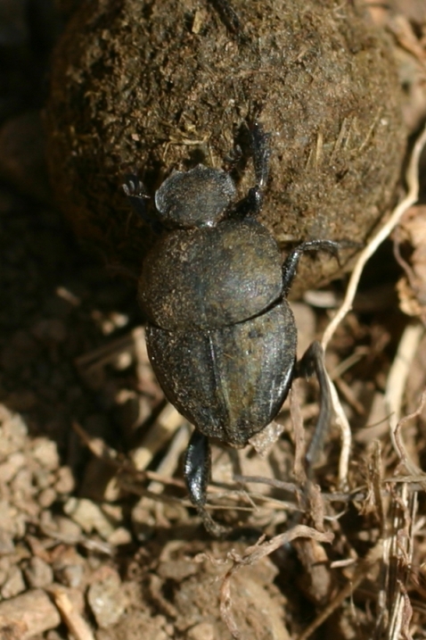 Micro scarabeidi: Sisyphus schaefferi