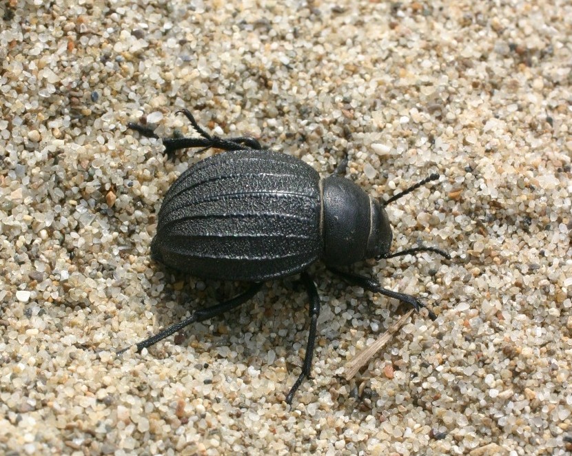 Pimelia bipunctata sulle dune sabbiose a Tirrenia